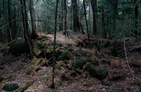Hutan Seram Aokigahara, Jepun