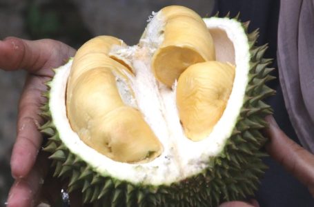 Negara ini kata Durian paling menjijikkan