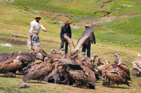 Beri Burung Makan Mayat, ‘Jhator’ Ritual Ngeri Orang Tibet