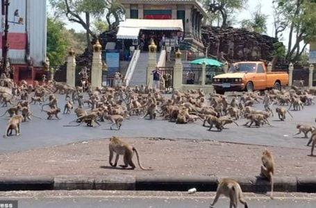 Demi sebiji pisang, ratusan monyet ‘berperang’ di Logburi