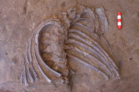 Tulang manusia kuno bersepah di Iraq