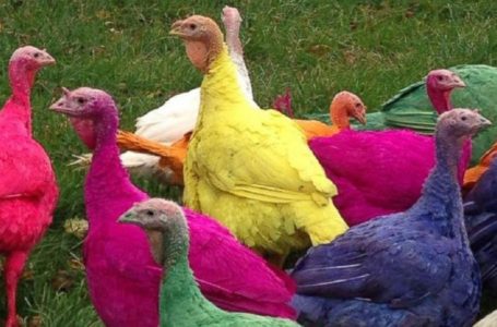 Ayam Belanda Warna-Warni Tarikan Pengunjung Ke Ladang