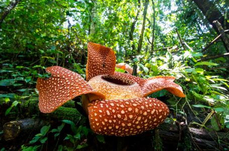 Biar betik Rafflesia wujud di Pahang?