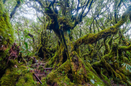 Hutan Awan Mossy Forest Tersangat Cantik & Memukau