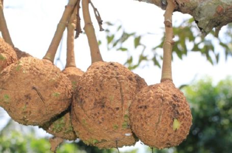Indonesia Berjaya Hasilkan Durian ‘Botak’ Tanpa Duri