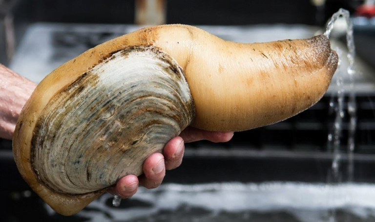 Bentuk Sesuatu Sangat! Tapi Khasiat Siput Geoduck Memang Terbaek