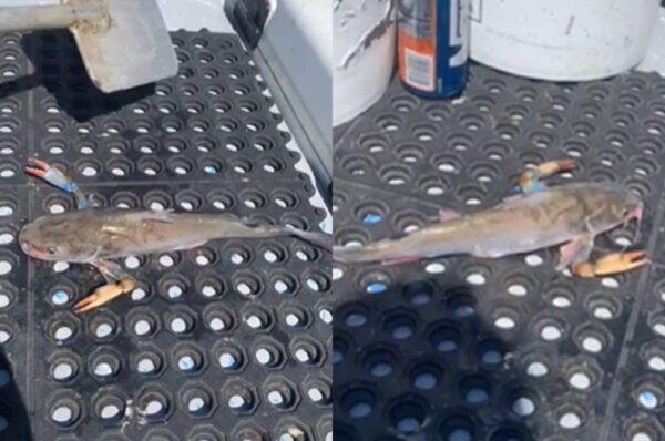 Netizen Aneh Bila Tengok Ikan Tapi Dengan Sepit Ketam