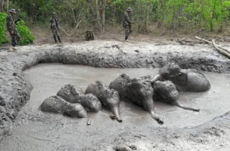 Comel! Gelagat Anak Gajah Leka Main Lumpur Sampai Terpaksa Diselamatkan Buat Netizen Terhibur