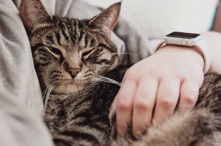 Tips ‘Panggil’ Kucing Hilang, Ramai Dah Cuba & Berkesan!