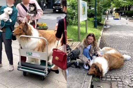 Hasrat Nak Jadi Anjing Tercapai, Pelaburan RM63k Lelaki Ini Berbaloi